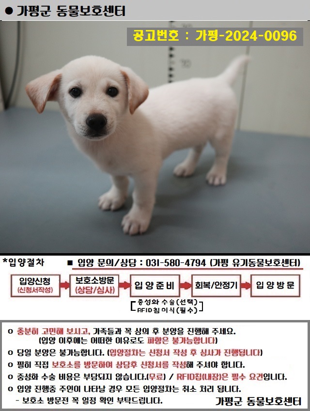믹스견 이미지 파일 입니다.
